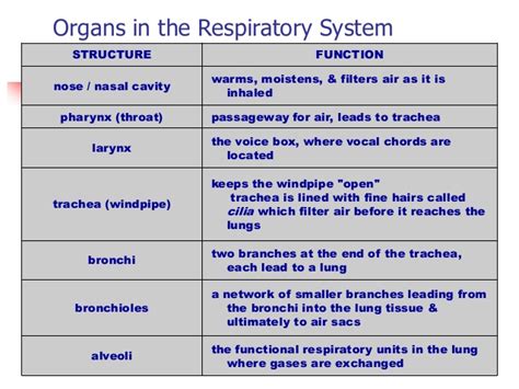 Pics For > Respiratory System Parts And Functions Ppt