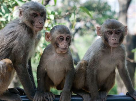Pics For > Swayambhunath Monkeys