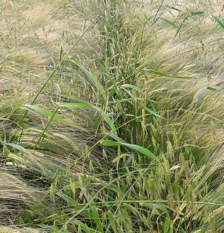 Pics: How to identify common grass weeds in your crops ...
