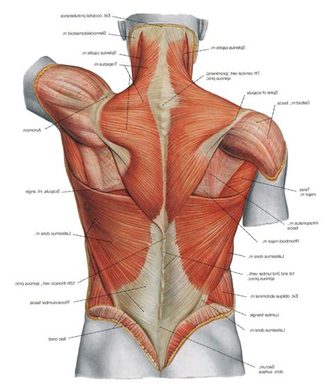 Picture Of Lower Back Muscles   Anatomy Human