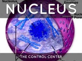 Picture Of Plant Cell Nucleus Image collections   How To ...