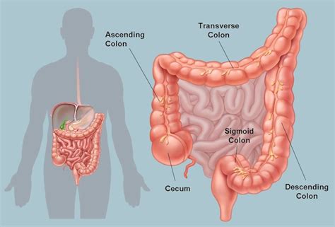Picture of the Human Colon Anatomy & Common Colon Conditions