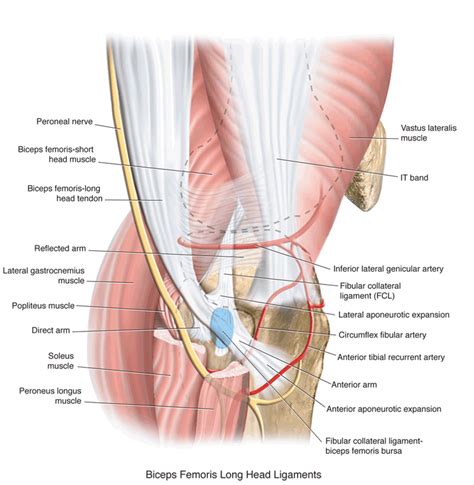 Picture Of The Knee Structure Image collections   Diagram ...