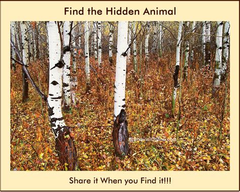 Picture Riddle: Find the Animal Hidden in The Forest 2 ...