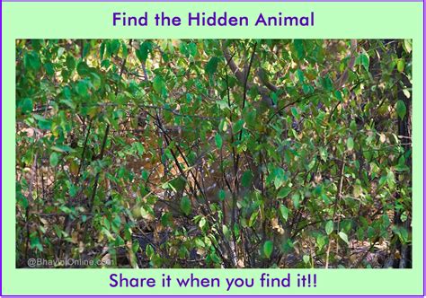 Picture Riddle: Find the Animal Hidden in The Photo ...