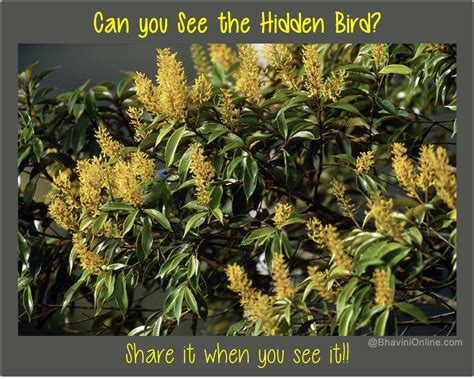 Picture Riddle: Find the Bird Hidden Among Leaves ...