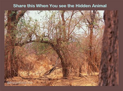 Picture Riddle: Find the Hidden Animal | BhaviniOnline.com