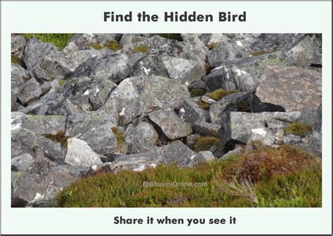 Picture Riddle: Find the Hidden Bird in The Photo ...