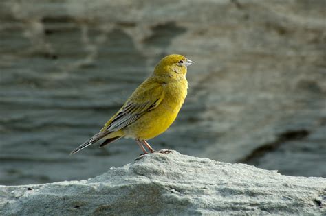 Pictures Blog: Wild Canary Bird