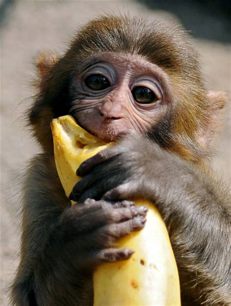 Pictures of cute baby monkeys, cute baby monkey, cute ...