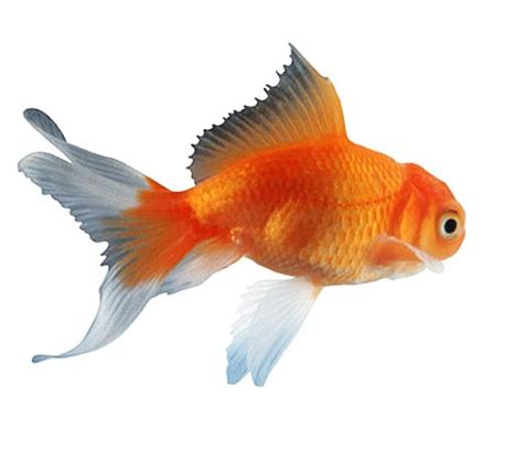 pictures of goldfish | real goldfish photo: fish_real ...
