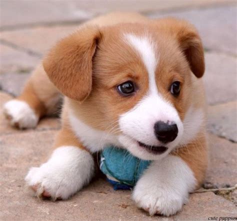 Pictures of Gorgeous cand cute puppies | Nice Wallpapers ...