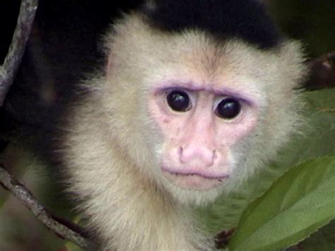 Pictures of monkeys and the trunk monkey video   Travel ...