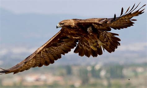 Pide PVEM fortalecer acciones para conservación de Águila Real