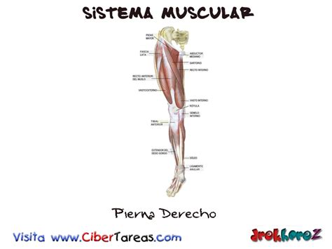 Pierna Derecho – Sistema Muscular | CiberTareas