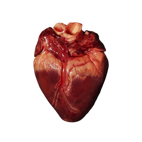 Pig s Heart Photograph by Kevin Curtis