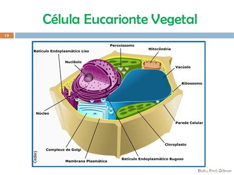 Pin Celula eucarionte on Pinterest