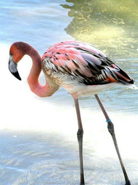 Pin de Amber Curtis en Flamingo! | Pinterest | Ave ...