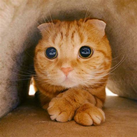 Pin de Liliana en gaticos | Pinterest | Gato, Animales y ...
