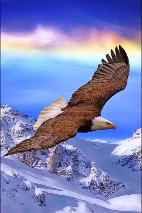 Pin de Mts en Águilas | Pinterest | Aves, Aves rapaces y ...