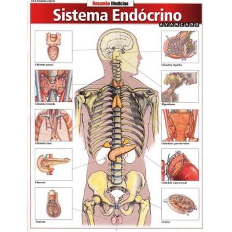Pin El sistema endocrino on Pinterest