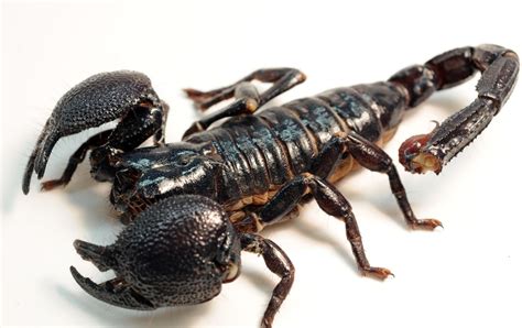 Pin Emperor scorpion on Pinterest