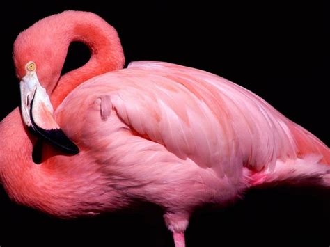 Pin Flamingo Cake Ideas and Designs
