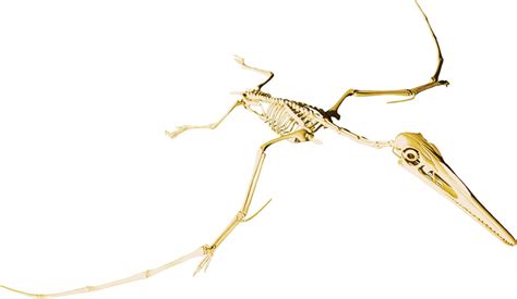 Pin Pterodactyl Dinosaur Skeleton on Pinterest