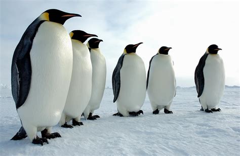 Pingüinos: atractivos y misteriosos – Pi x Radio