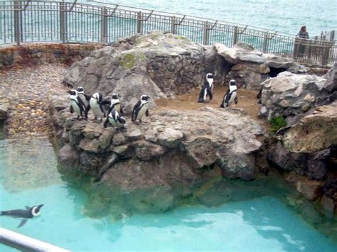 Pingüinos en zoo en la Magdalena, SANTANDER  Cantabria