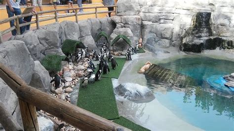 Pinguinos: fotografía de Zoo Aquarium de Madrid, Madrid ...
