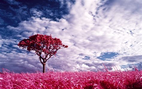 Pink Dreamland   Pink  Color  Wallpaper  13740915    Fanpop