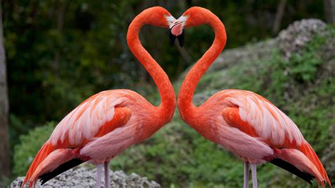 Pink flamingos with heart shaped necks, Miami, Florida ...