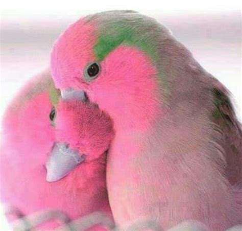 Pink lovebirds!!!! WANT!!!! I have never seen little guys ...