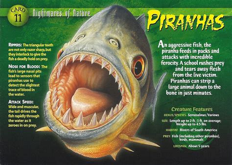Piranhas | Wierd N wild Creatures Wiki | FANDOM powered by ...