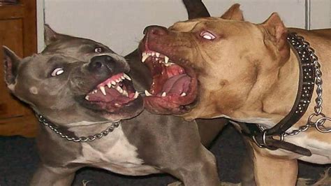 Pit Bull Terriers Americano VS Staffordshire Bull Terrier ...