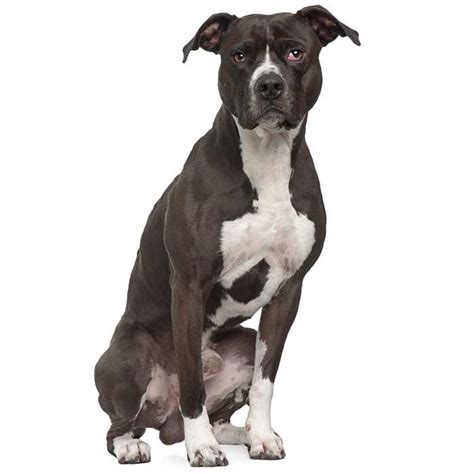 Pitbull Terrier | Pitbull Terrier Pet Insurance & Dog ...