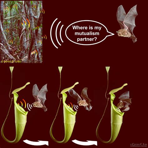 Pitcher Plants Attract Bats with Echo Reflecting ...