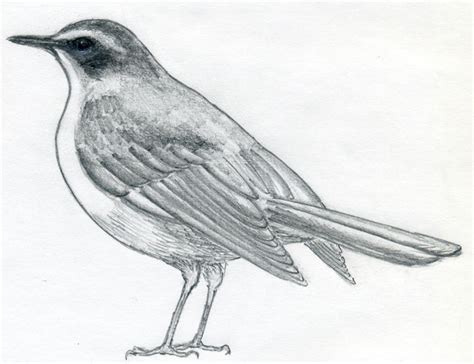 Pito Real    Ornitología: Cómo dibujar pájaros