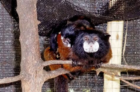 Piura: nacen monos tití mellizos en zoológico | Noticias ...