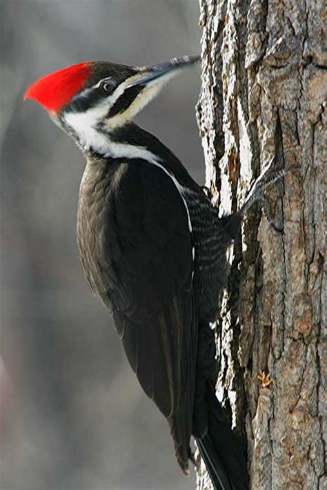 Pixie Dust Healing: Animal Signs: Woodpecker