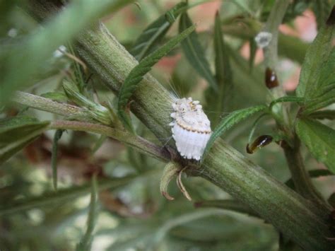 Plagas y hongos en cultivos de marihuana