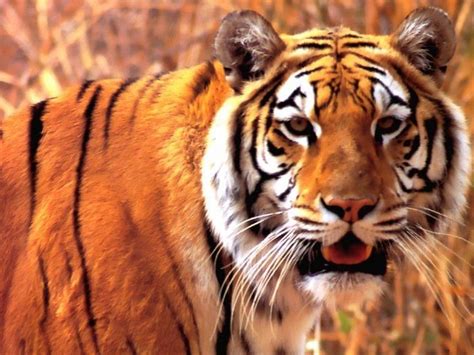 planeta animal: Tigre Siberiano