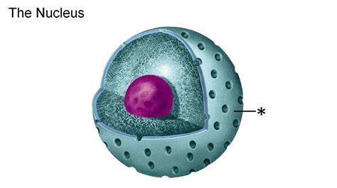Plant Cell Nuclear Membrane