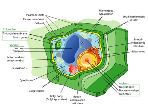 Plant cell   Wikipedia