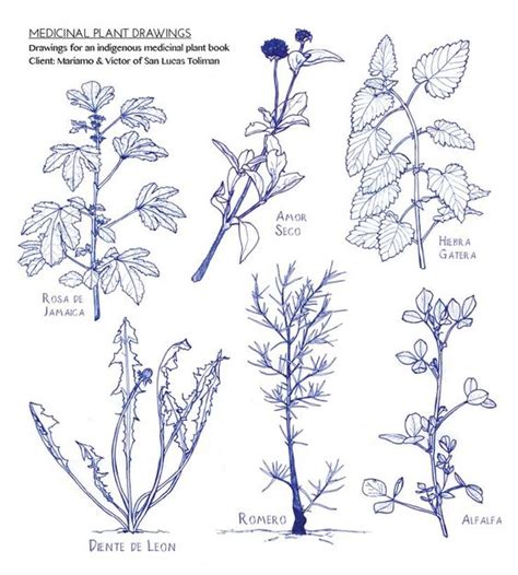 Plant Drawing Tutorial  Medicinal Plants  | How to Draw ...