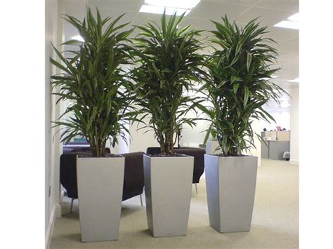 Plant Gallery   Office Plants Atlanta | Alpha Plant Care