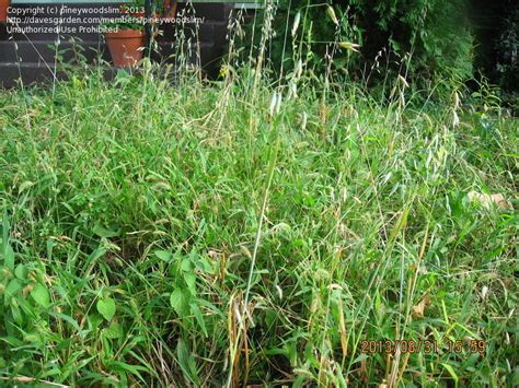 Plant Identification: CLOSED: Questiona prairie grass, 1 ...