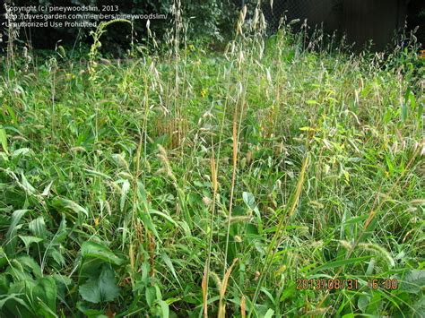 Plant Identification: CLOSED: Questiona prairie grass, 2 ...