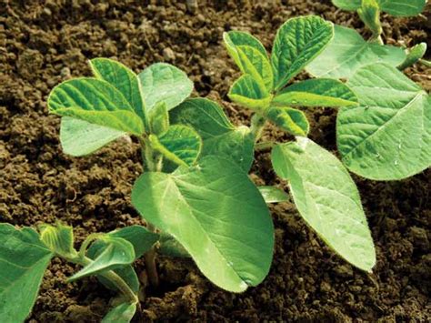 Plant Legumes to Help Add Nitrogen to Your Garden Soil ...